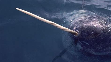 Secrets Of The Narwhals Tusk Revealed