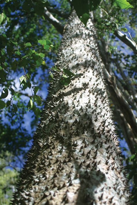 Sandbox Tree Description Facts Britannica