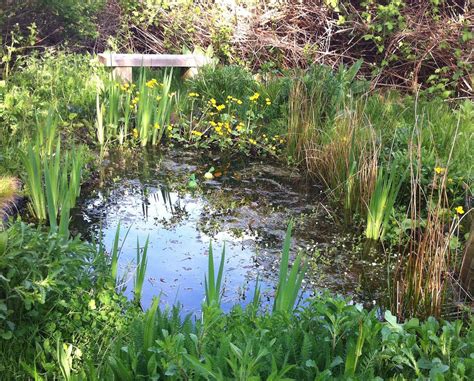 A Waterside Nursery Customer Wildlife Pond Lots Of Plants Around The