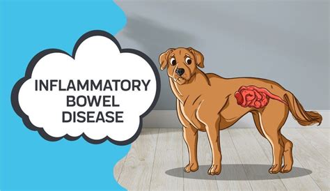 Inflammatory Bowel Disease In Dogs And How Cbd Can Help Innovet Pet