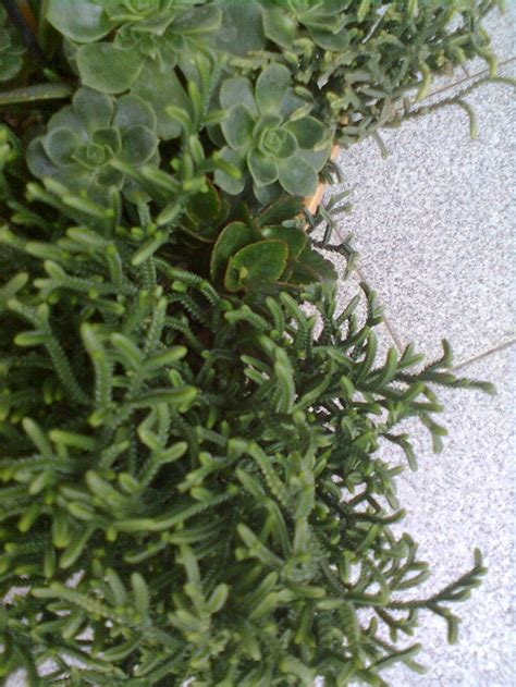 What medicinal instruments are used in obtaining the blood? ECHEVERIA | Plantas, Suculentas, Ramos de flores