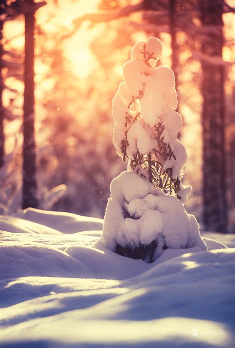 Winter Spruce Blog Joni Niemelä Fine Art Photography
