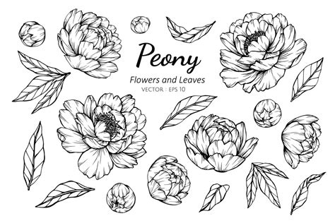 Collection Of Peony Flowers And Leaves 701770 Vector Art At Vecteezy