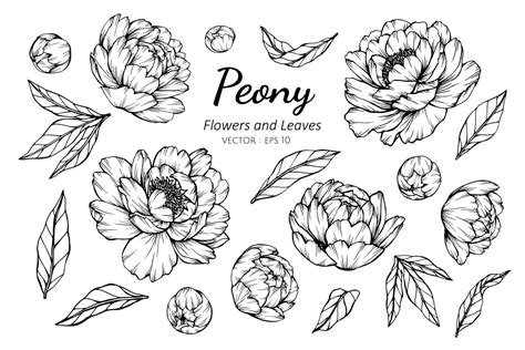 Peonies Svg Flower Svg Bundle Flower Stencil Flower T Vrogue Co