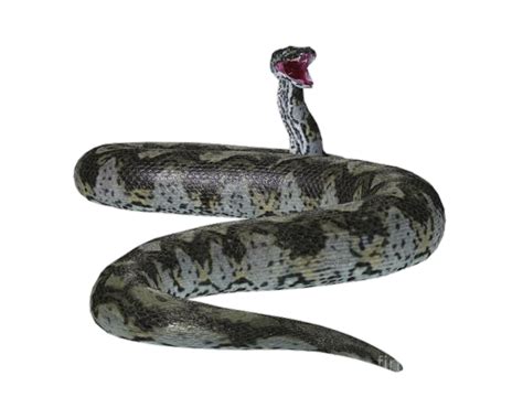 What If Titanoboa The Largest Snake Never Go Extinct By Amarnath P