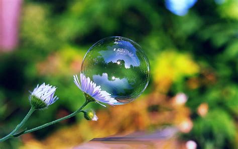 Bubble Full Hd Wallpaper And Background Image 2560x1600 Id188213