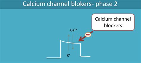 Calcium channel blockers mainly include the hydroxypiridines and benzothiapines. Clinically important drugs acting on sodium and calcium ...