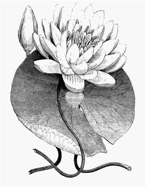 Water Lily Drawing 31 Best Botanical Drawings Paintings Amp Pictures