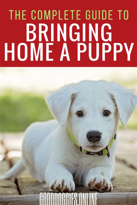 Tips On What To Do When Bringing A Puppy Home Bringing Home Puppy
