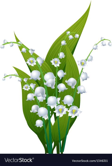 Lily Of The Valley Vector Image On Vectorstock Lily Of The Valley
