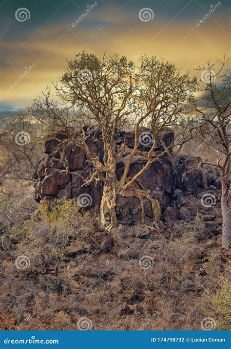 Baobab Roots Stock Photo Image Of Kalahari Large Botswana 174798732
