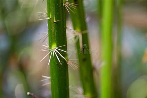 Thorns On Palm Tree Stem Stock Photo Image Of Thorn 67812518