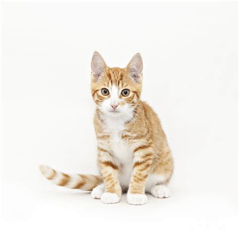 Stripy Red Kitten Photograph By Sophie Mcaulay