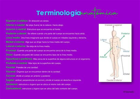 Terminología Anatómica Tips Medic Udocz
