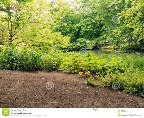 Green Plants Grass In Park Or Garden Outdoor Stock Image