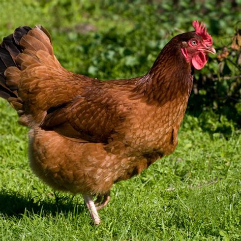 Rhode Island Red Chickens Rhode Island Red Eggs Ccg