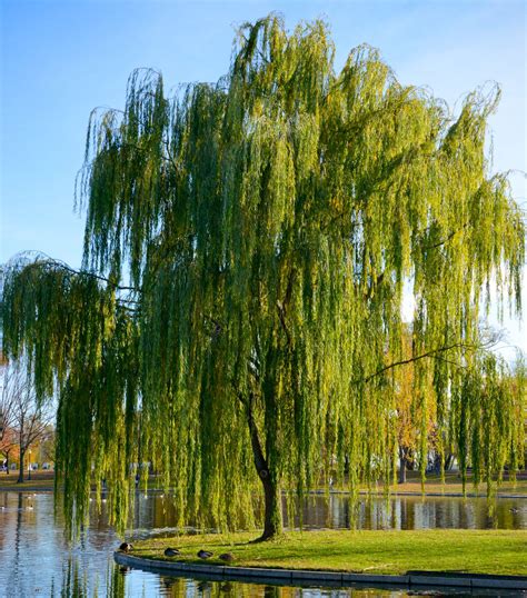 Weeping Willow Fast Growing Shade Trees Shade Trees Red Maple Tree