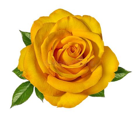 Yellow Roses Isolated On White Stock Photo Image Of Natural Macro