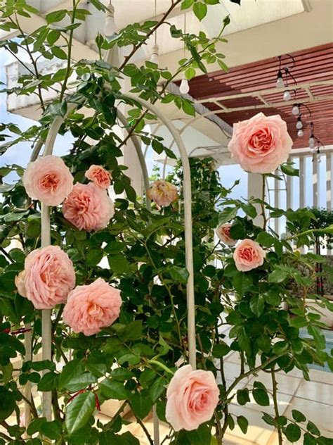 Hoa Hồng Abraham Darby Rose Màu đẹp Hương Thơm Ngọt Ngào