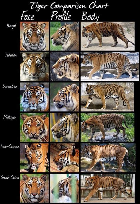 Tiger Subspecies Chart Kucing Besar Binatang Hewan