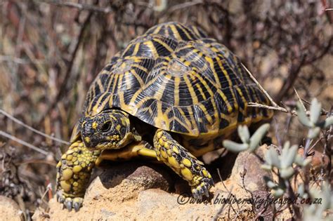 Biodiversity Focused Tortoises Testudinidae