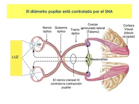 Fisiología De La Visión