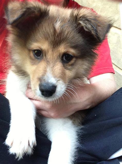 We reserve the right to choose the homes for our shelties. Monster. The Pomeranian-Sheltie Mix | Cute animals, Puppies, Dogs