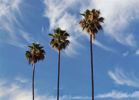 Los Angeles Palm Trees Wallpapers Top Free Los Angeles Palm Trees