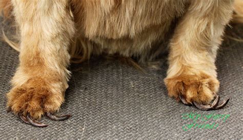 At first, try to cut a very tip of the nail and cut it in the angle. Grooming Your Furry Friend: Should my Dog be ...
