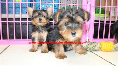 Precious Tcup Yorkie Puppies For Sale Georgia Local Breeders Near