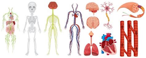 Plipart The Body System Different Body Systems In Human