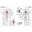 The Visual Dictionary Of Human Body  QA International