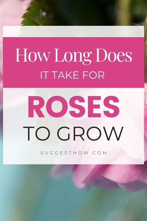 Growing a tree from a seed means germinating the seed, planting it at the appropriate time and taking close care of it. How Long Does It Take For Roses To Grow in 2020 | Growing ...
