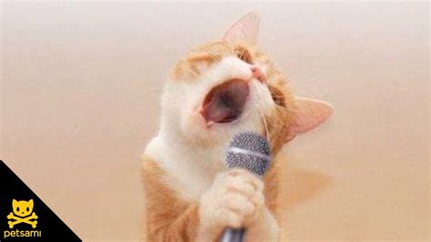 Top 28 Kitten Cat Songs Cat Song Very Nice So Cute For Kids Youtube