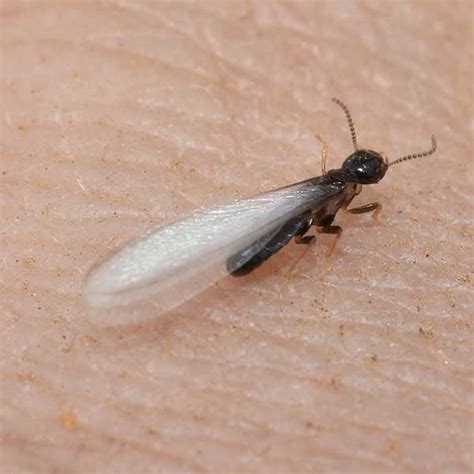 Unlike many bugs that invade your garden, you actually want green lacewings to stick around. Western Subterranean Termite Identification | Western ...