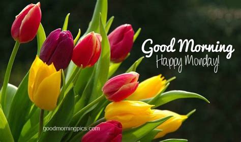 Good morning and happy monday wishes with dark red daisy flowers good morning and happy monday wishes with pink tulips flower Good Morning Monday Pics & Quotes | Goodmorningpics.com