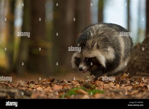 Raccoon Dog Marderhund Nyctereutes Procyonoides Invasive Species