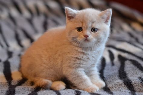 Scottish cats have a huge variety of color variations. Scottish Fold Cats For Sale | North Miami Beach, FL #273382
