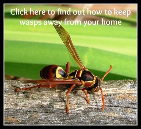 He recommends sealing up tiny cracks — like those around the edges of siding and where power lines. How To Keep Wasps Away From Your Home | Wasp, Wasp traps ...