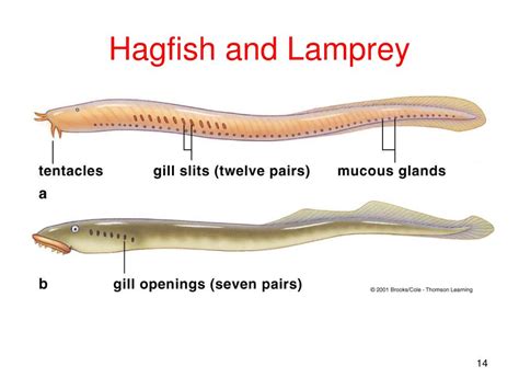 PPT - Phylum Chordata PowerPoint Presentation, free download - ID:5423577