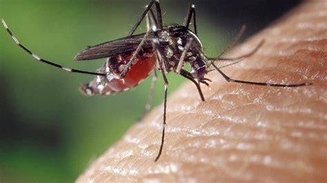 3 Dead In Michigan From Mosquito Carried Eee Virus