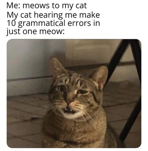 Best Cat Memes Of 2022