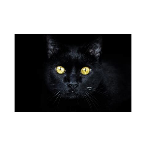 Reasons To Love Black Cats Westside Animal Hospital
