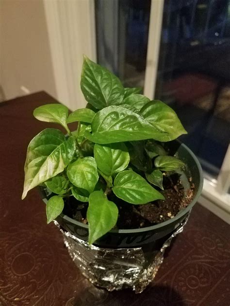 Check spelling or type a new query. What's happening to my indoor growing chili peppers? I ...