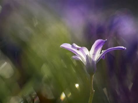 Shallow Focus Photography Of Purple Flower Macro