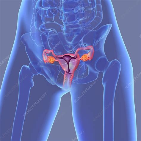 Female Reproductive System Illustration Stock Image C0492600