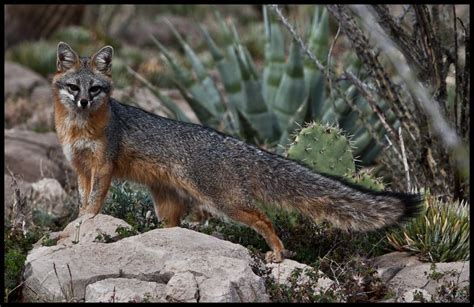 Stu Jenks Fezziwig Press Gray Fox Near Dripping Springs Arizona