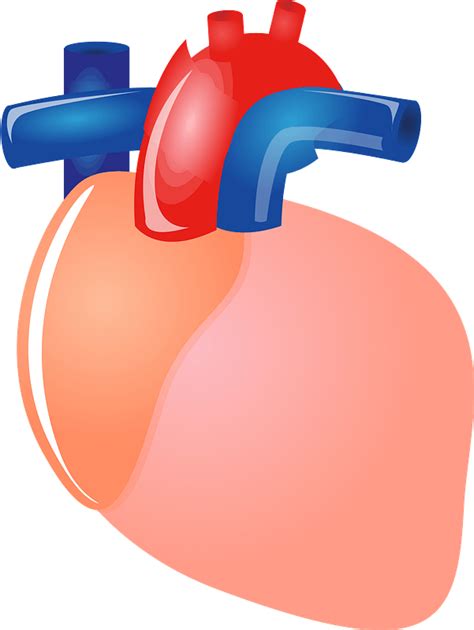 Heart Organ Clipart Free Download Transparent Png Creazilla