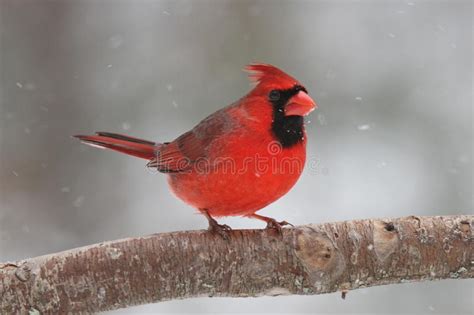 Male Northern Cardinal Cardinalis Cardinalis Stock Image Image Of