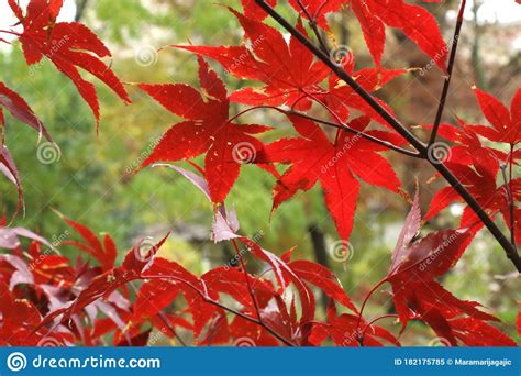 Red Leaves Of Japanese Maple Acer Palmatum Atropurpureum Stock Image